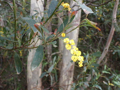 Image of Daviesia laxiflora by (c) Nina Kerr, some rights reserved (CC BY)