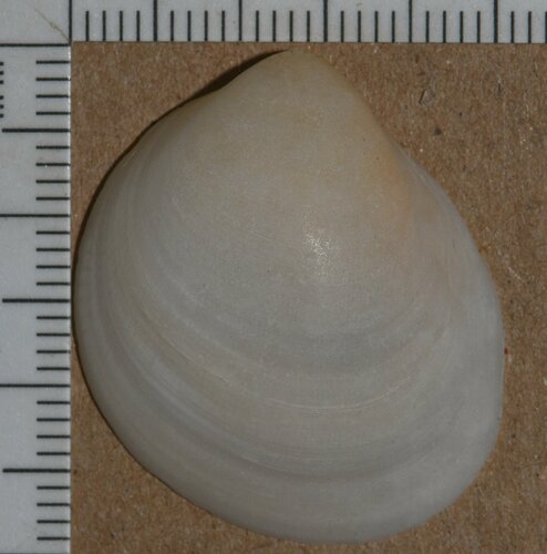 Common Egg Cockle