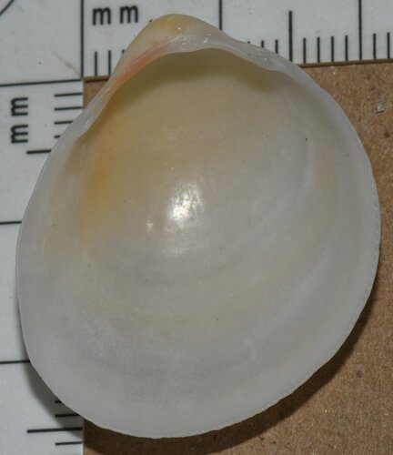 Common Egg Cockle