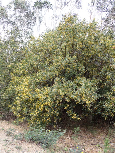Image of Daviesia laxiflora by (c) Nina Kerr, some rights reserved (CC BY)