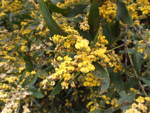 Image of Daviesia laxiflora by (c) Nina Kerr, some rights reserved (CC BY)