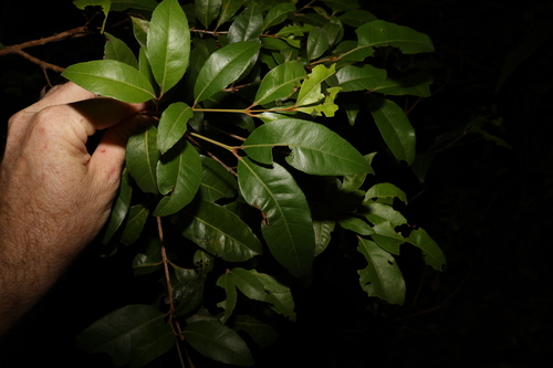 Backhousia leptopetala, photograph 6