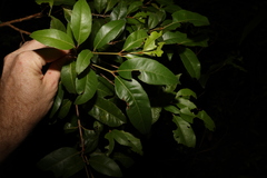 Backhousia leptopetala, photograph (c) Greg Tasney, some rights reserved (CC BY-SA)
