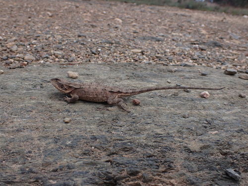 Mountain Dragon, Rankinia diemensis