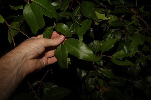 Image of Backhousia leptopetala by (c) Greg Tasney, some rights reserved (CC BY-SA)