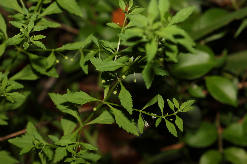licorice weed from Enoggera Reservoir QLD 4520, Australia on January 8