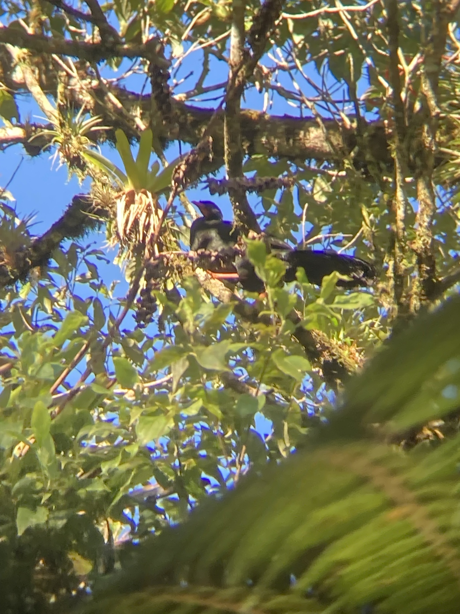 Highland Guan (Penelopina nigra), photo 2