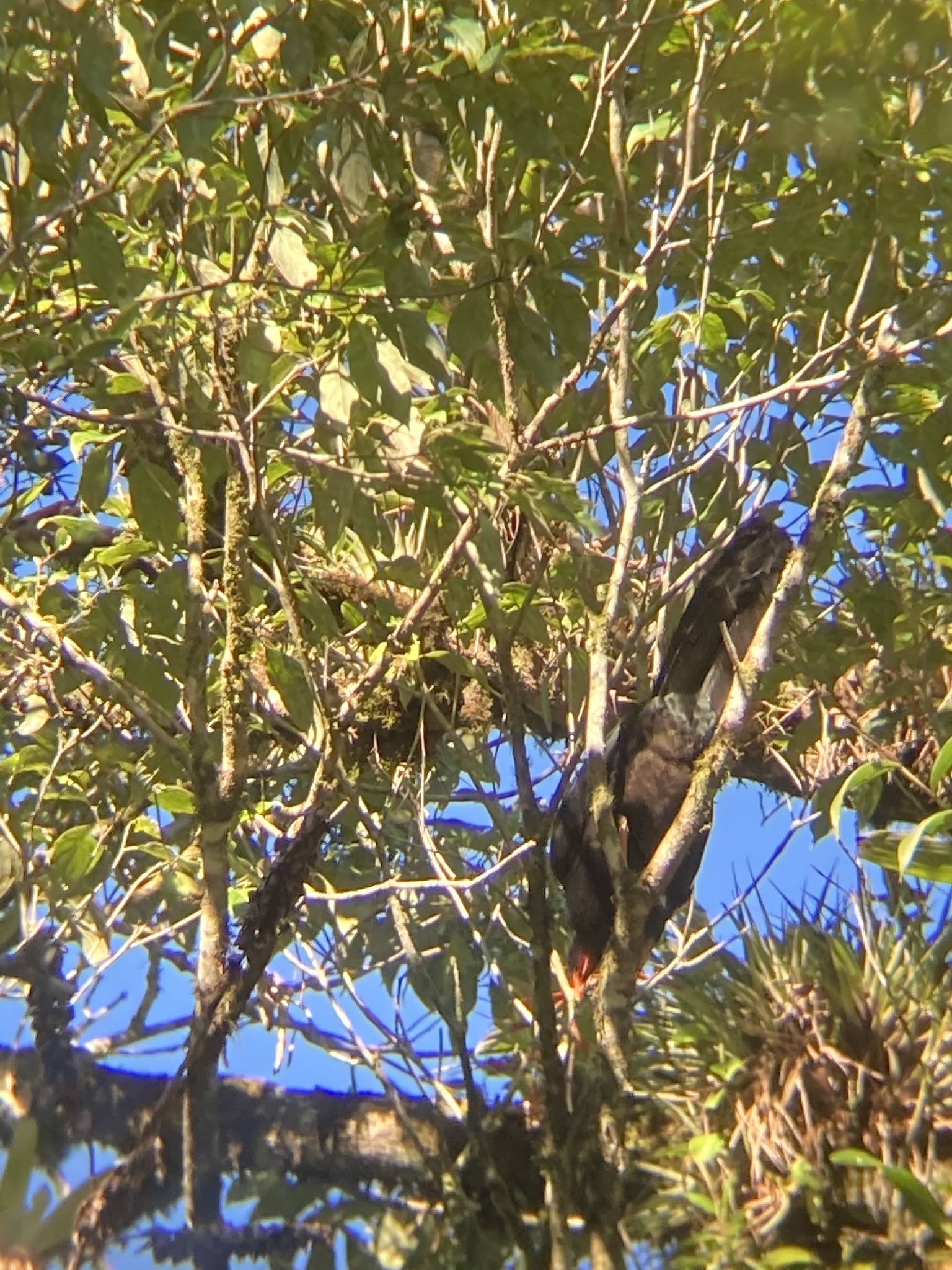 Highland Guan (Penelopina nigra), photo 3