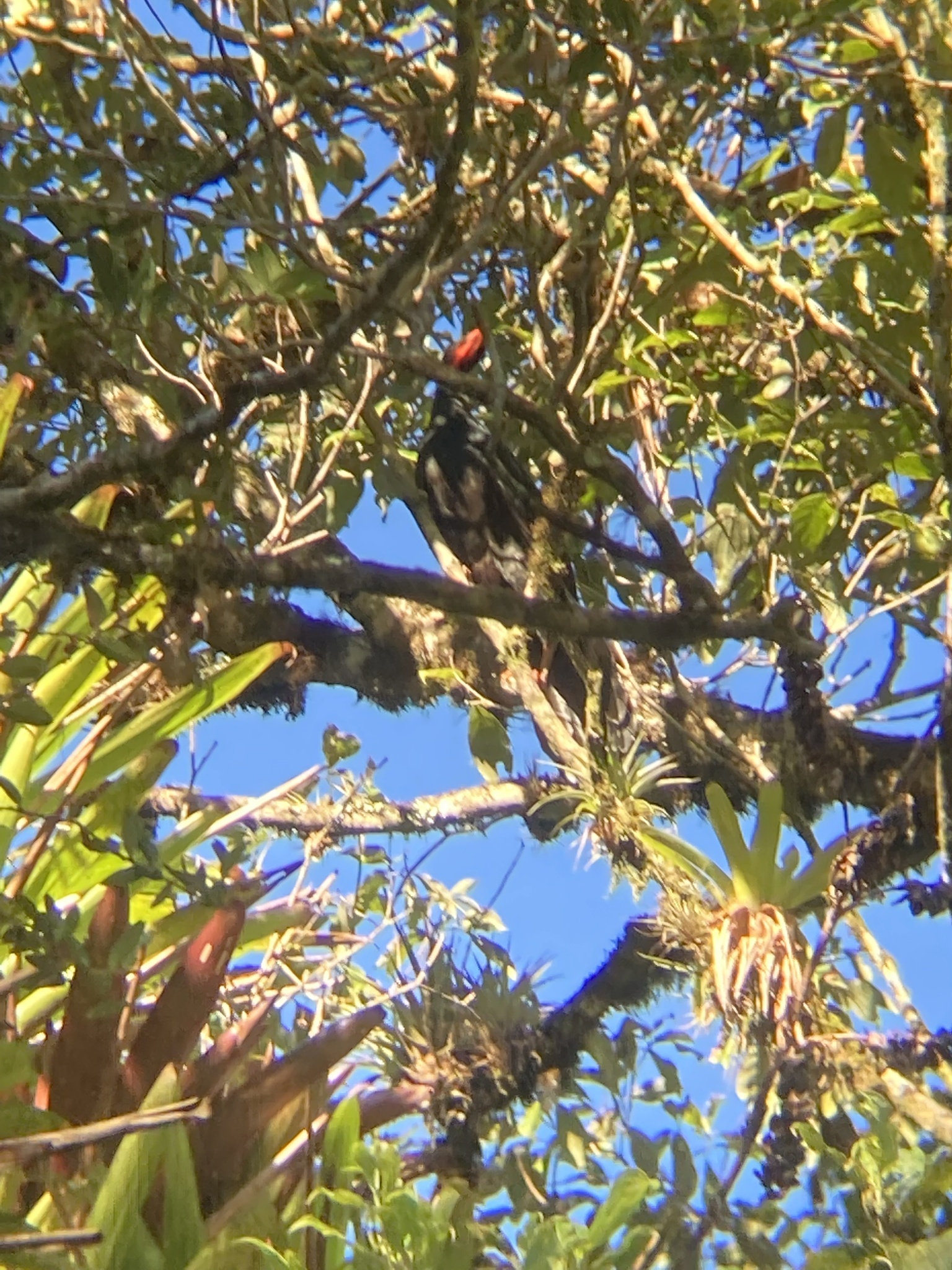 Highland Guan (Penelopina nigra), photo 4