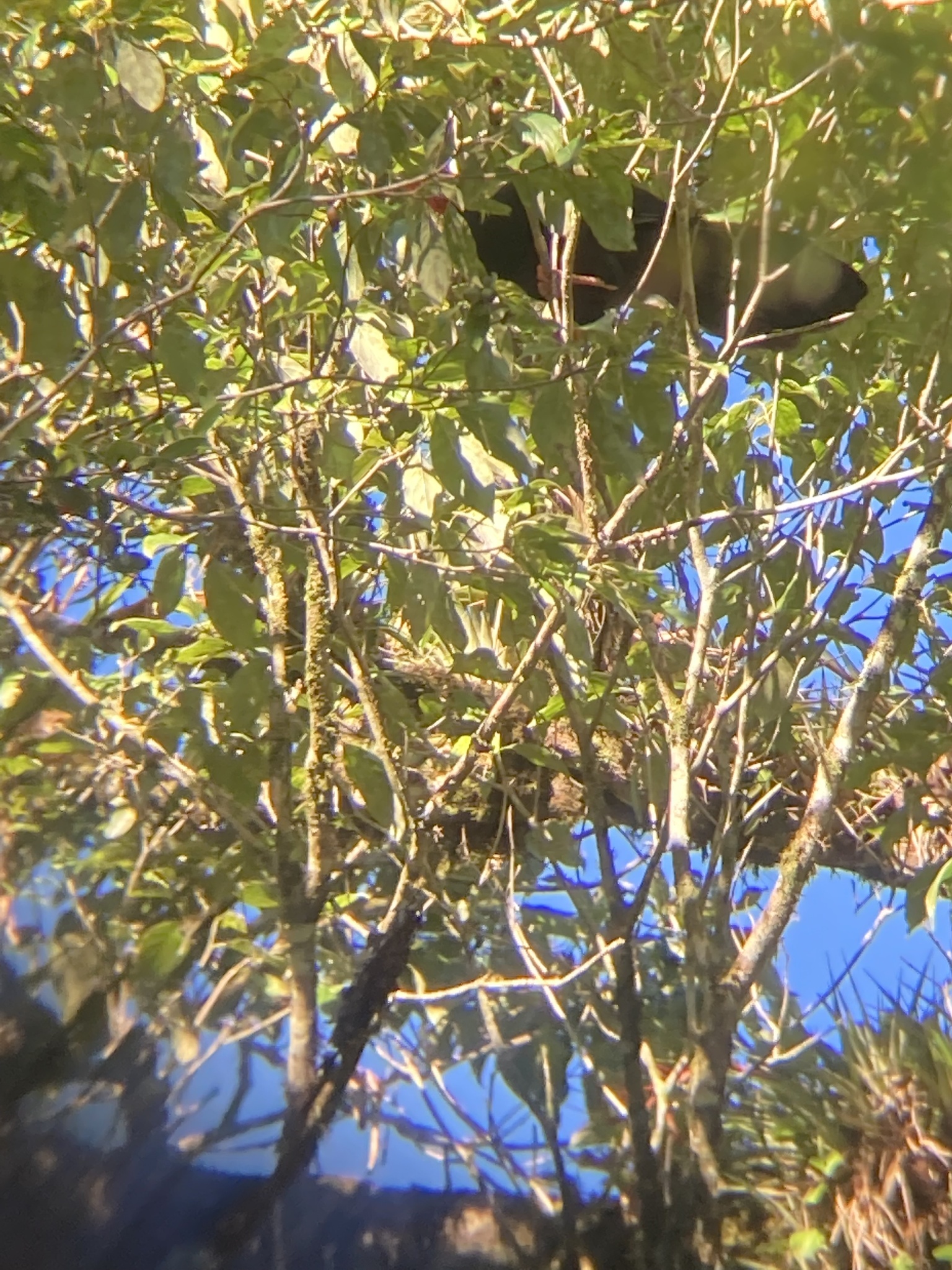 Highland Guan (Penelopina nigra), photo 5