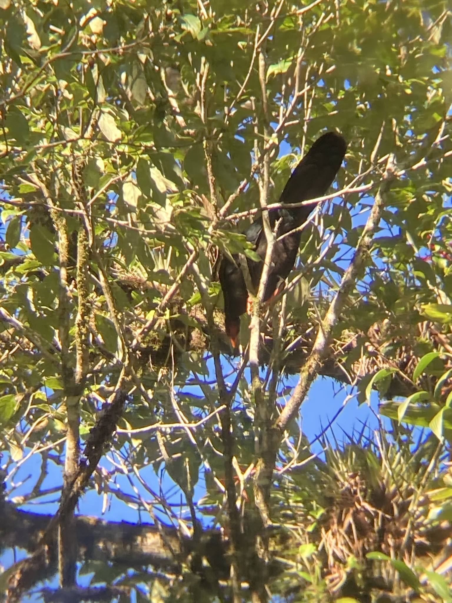 Highland Guan (Penelopina nigra), photo 6
