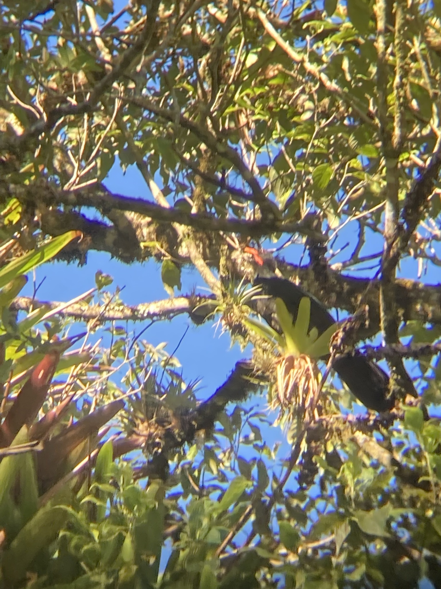 Highland Guan (Penelopina nigra), photo 7
