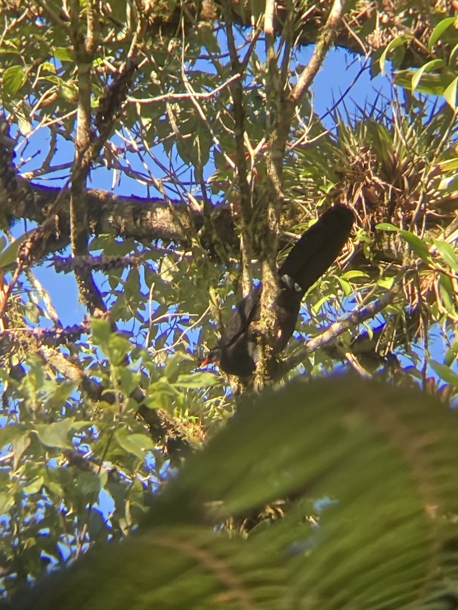 Highland Guan (Penelopina nigra), photo 8