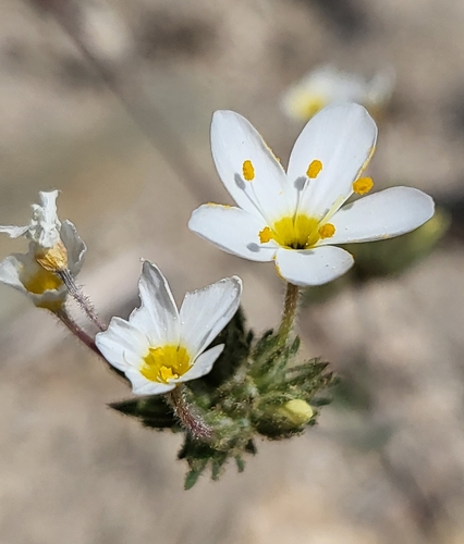 Tehachapi Linanthus (Leptosiphon nudatus)