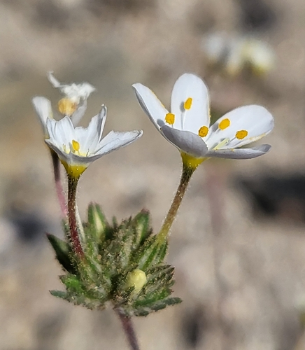 Image of Leptosiphon nudatus by (c) Nicole, some rights reserved (CC BY)