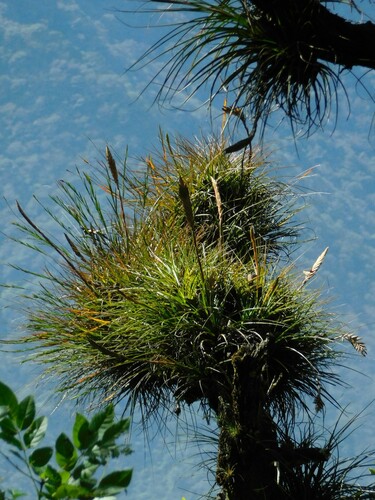 Tillandsia tricolor, photograph 5