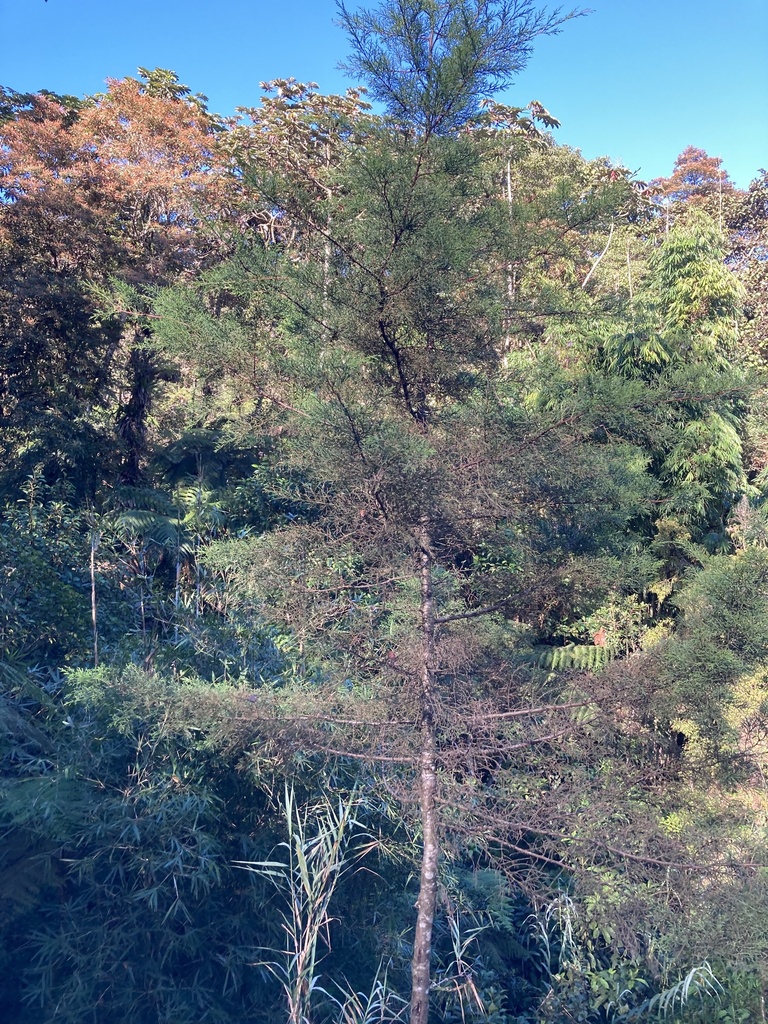 Foto de Cedro-do-Buçaco