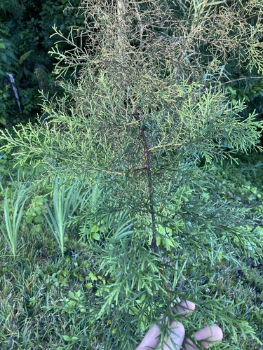 Foto de Cedro-do-Buçaco