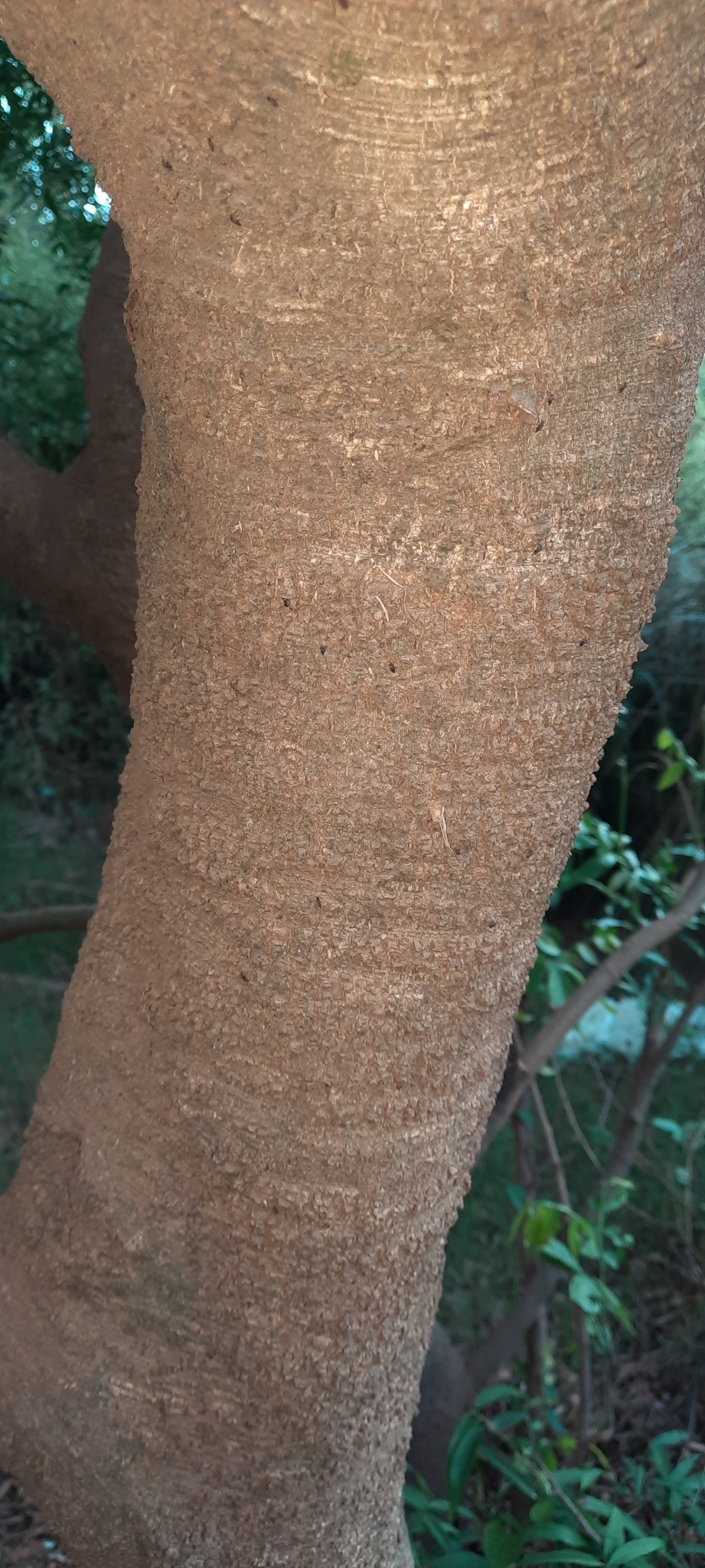 Imagem de Ingá
