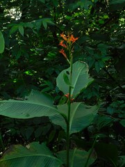 Canna tuerckheimii, photograph (c) Mauricio Soto David, some rights reserved (CC BY)