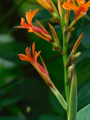 Canna tuerckheimii, photograph 4