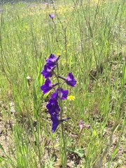 Delphinium variegatum