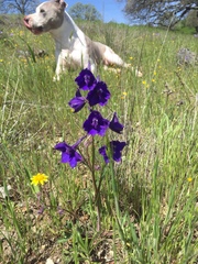 Delphinium variegatum