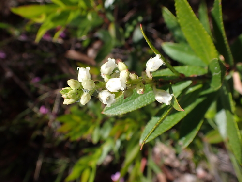 Image of Gaultheria appressa by (c) Nina Kerr, some rights reserved (CC BY)