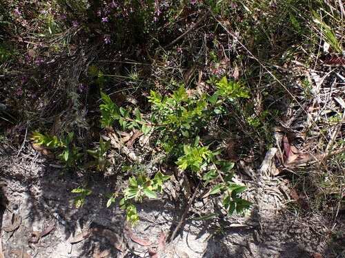 Image of Gaultheria appressa by (c) Nina Kerr, some rights reserved (CC BY)