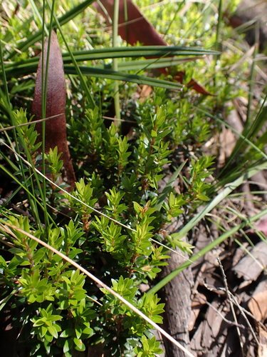 Lilac Berry (Trochocarpa clarkei)