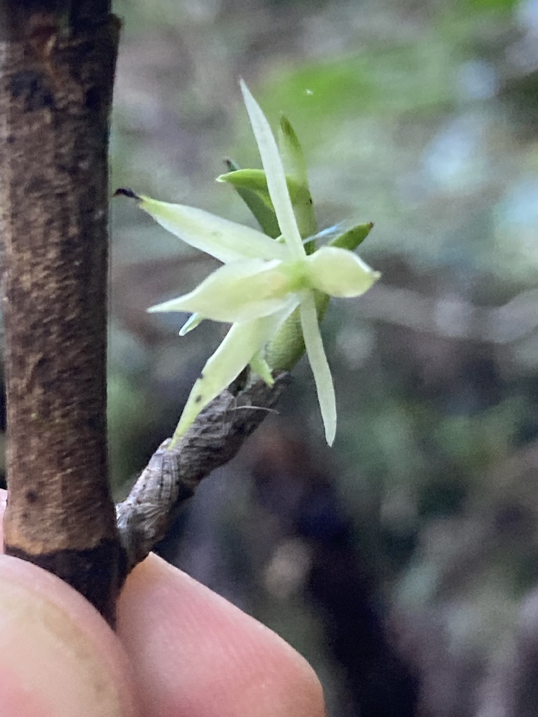Epidendrum mixtum