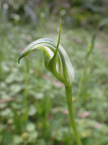 Image of Pterostylis monticola by (c) Nina Kerr, some rights reserved (CC BY)