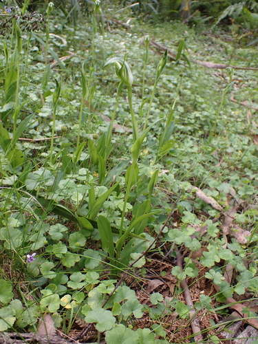 Image of Pterostylis monticola by (c) Nina Kerr, some rights reserved (CC BY)