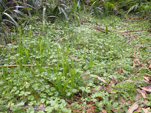 Image of Pterostylis monticola by (c) Nina Kerr, some rights reserved (CC BY)