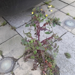 Sonchus oleraceus