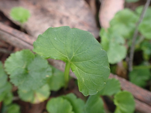 Image of Viola eminens by (c) Nina Kerr, some rights reserved (CC BY)