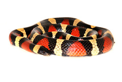Lampropeltis annulata