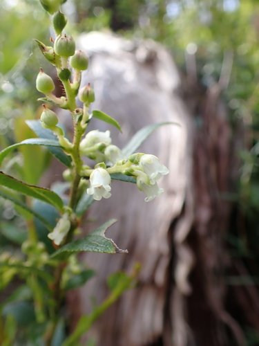 Image of Gaultheria appressa by (c) Nina Kerr, some rights reserved (CC BY)