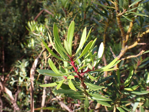 Image of Tasmannia xerophila by (c) Nina Kerr, some rights reserved (CC BY)