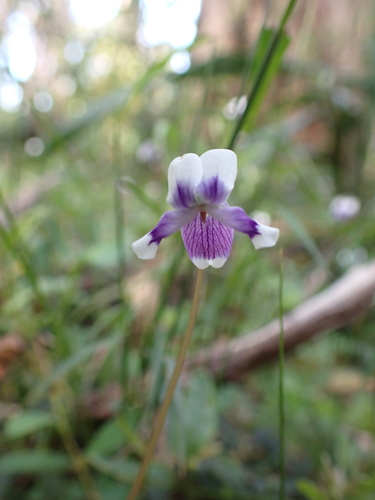 Image of Viola eminens by (c) Nina Kerr, some rights reserved (CC BY)
