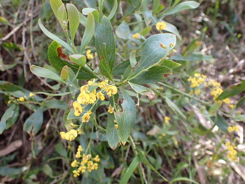 Tall Bitter-pea (Daviesia laxiflora)