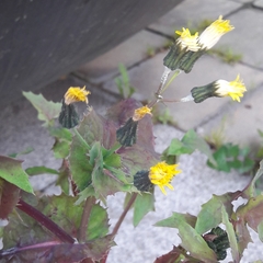 Sonchus oleraceus