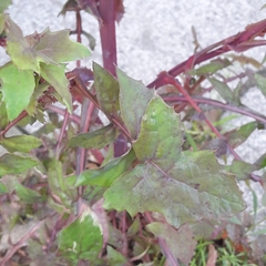 Sonchus oleraceus