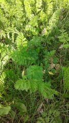 Daucus carota