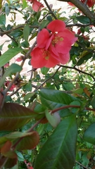 Rosaceae
