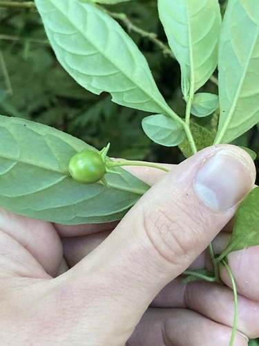 Capsicum lanceolatum (Capsicum lanceolatum)
