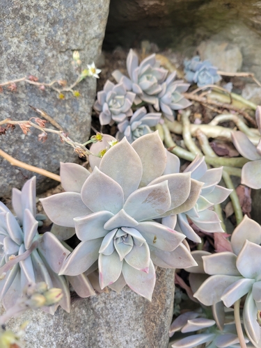 Graptopetalum paraguayense