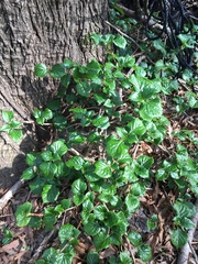Hydrangea petiolaris