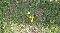 Taraxacum officinale
