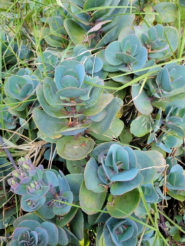 Kalanchoe grandiflora, photograph 5